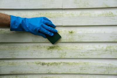 cleaning mold and algae off siding