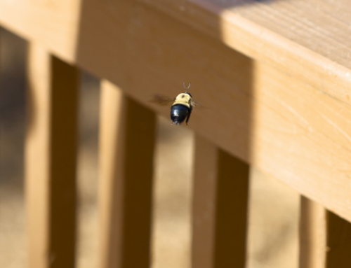 Carpenter Bee Damage: How to Spot It, Prevent It, and Repair It Before It Gets Worse